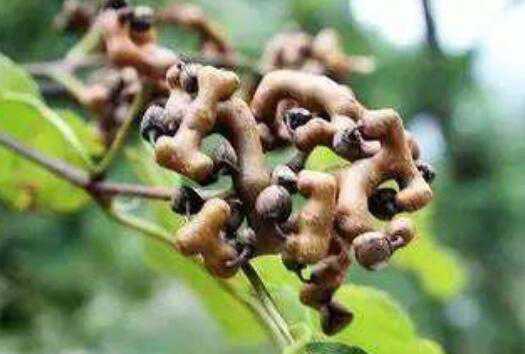 ���ח����ח������� ���ח��Ĺ�Ч