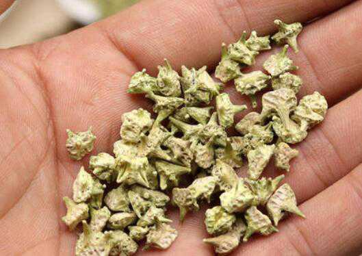 ��޼�Ĺ�Ч������ ��޼�ĸ�����