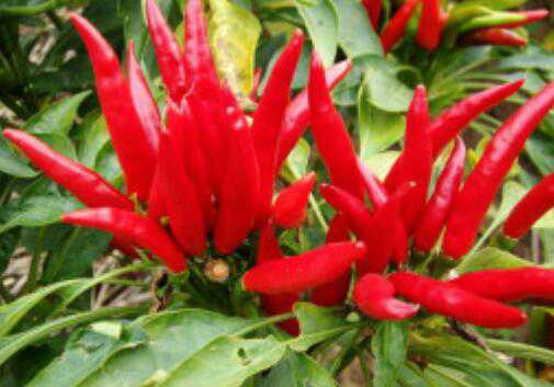 �����������ӵ�ͷ��������