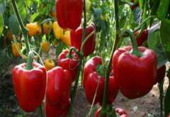 ����������ô���óԣ����������������