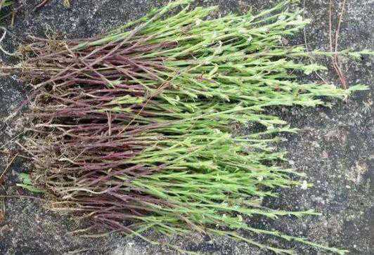 独脚金的功效与作用及药用价值高吗