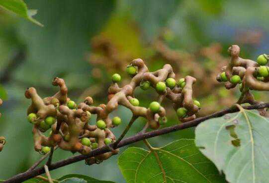 ����Ĺ�Ч������ �Թ���ĺô�