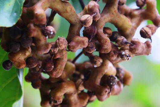 ����Ĺ�Ч������ �Թ���ĺô�