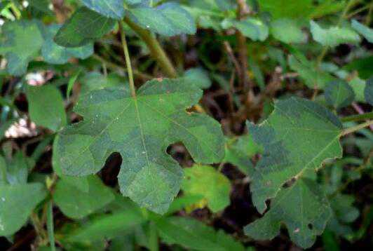 梵天花的功效与作用 梵天花的食用禁忌有哪些