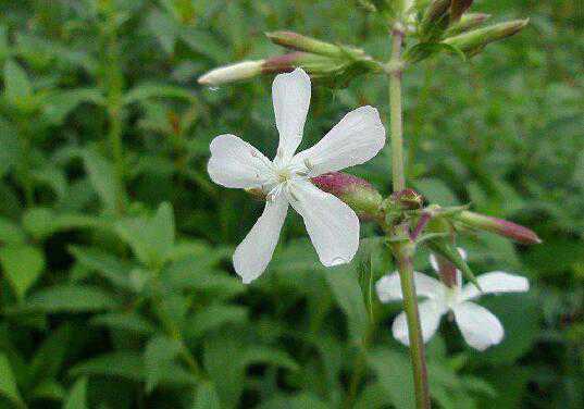 �����ݵĹ�Ч������ �����ݵĽ�������Щ