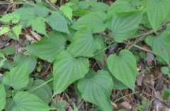 �����Z�������Z������