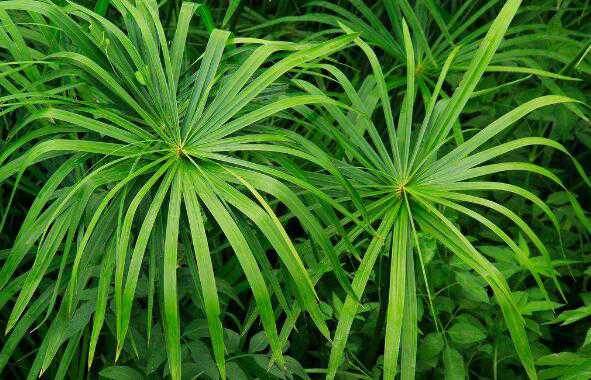 �糵�ݵĹ�Ч������ �糵�ݵ�ʳ�ý�������Щ