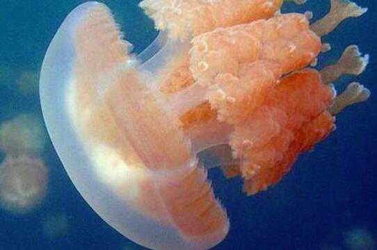 海蜇和水母的区别