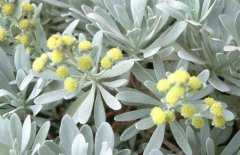 ܽ�ؾյĹ�Ч�����ã�ܽ�ؾյĸ��������������Щ