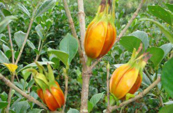 �����ӵĹ�Ч������ �����ӵĸ�����