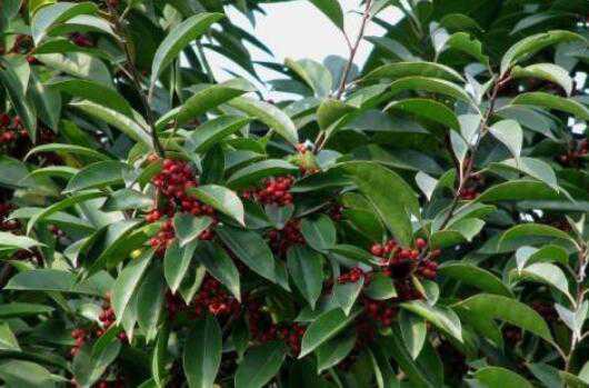 救必应的功效与作用