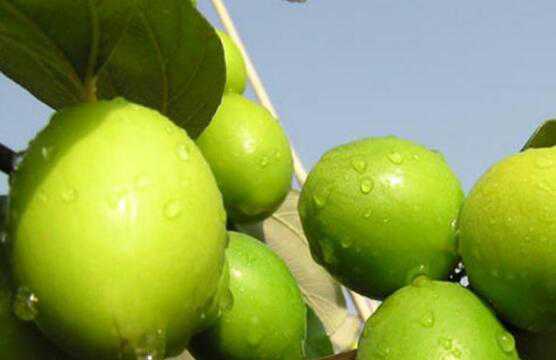 ̨�嶬���Ӫ����Ч������