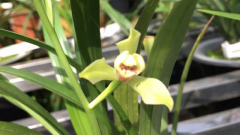 ���������Ҷ�ӷ�����ô��