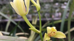 ���ɽҰ��������ô��