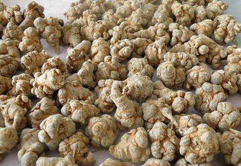 服用土三七的注意事项和禁忌有哪些