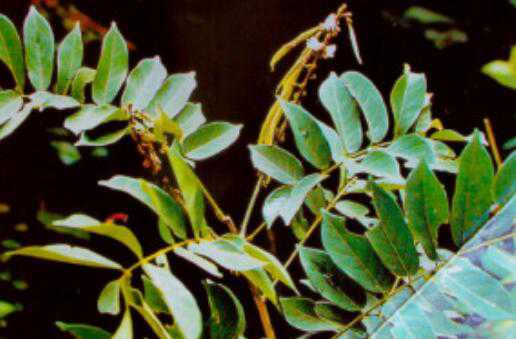 相思藤的功效与作用 相思藤的副作用