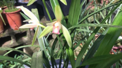 ������Ұ������������