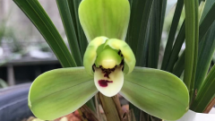 ʱ