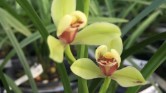 ���������ֲ����