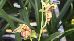 墨兰代表什么寓意