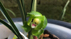 ʲô