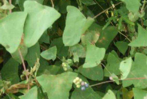 杠板归的功效与作用及药用价值高吗