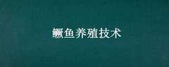 ֳ