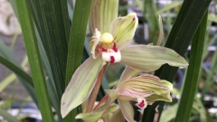 ޥ���ĸ�Ʒ������