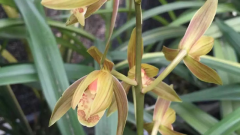 ����Ҷ������ô����