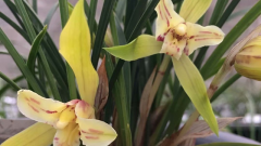 ����Ҷ�ӷ��Ʒ�����ô��