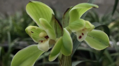 ����Ҷ�Ӽⷢ��Ҫ����