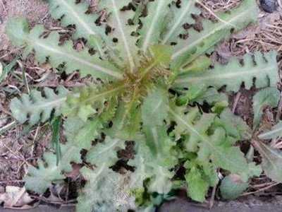 ���ѹ�Ӣ�Ĺ�Ч������