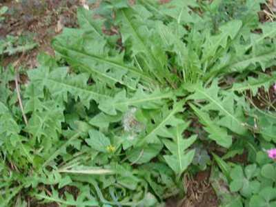 ���ѹ�Ӣ�Ĺ�Ч������