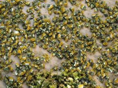 蒲公英怎么晒干保存