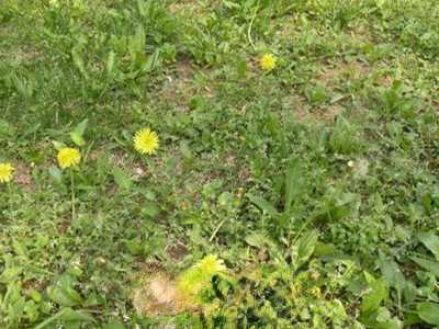 蒲公英的种植方法