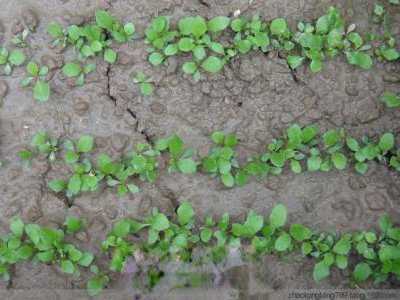 蒲公英的种植方法