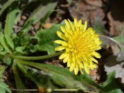 蒲公英的花苞可以吃吗 吃蒲公英花苞的好处与坏处