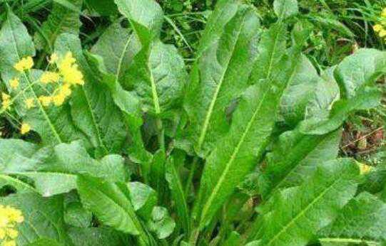 ţ�����Ҷ�Ĺ�Ч������