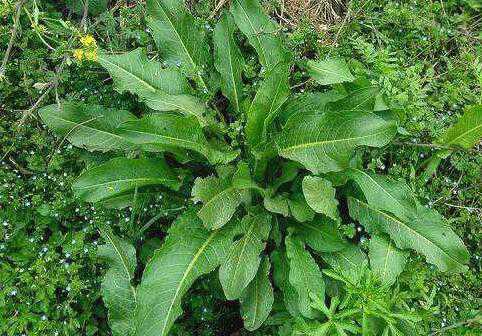 ţ�����Ҷ�Ĺ�Ч������