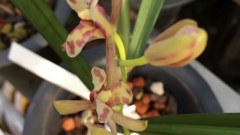 什么样的兰花花期长