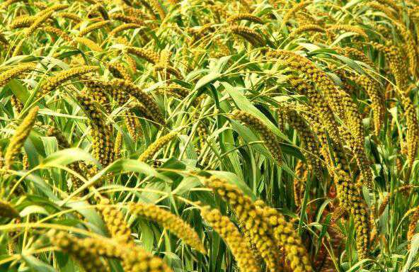 糜子米怎么吃 糜子米的食用方法方式