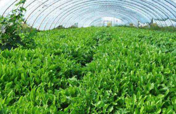 春天种植什么蔬菜好 适合春天种植的蔬菜有哪些