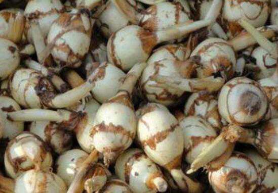 �Ĺ���Ӫ����ֵ �Ĺ��Ĺ�Ч������