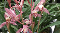 ���ִ���������ֳ����