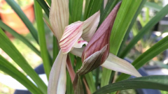 ������ֳ�����뼼��