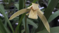 ļ