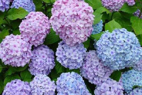 ����������δ�ѿ ���򻨵���ֲ��������Щ