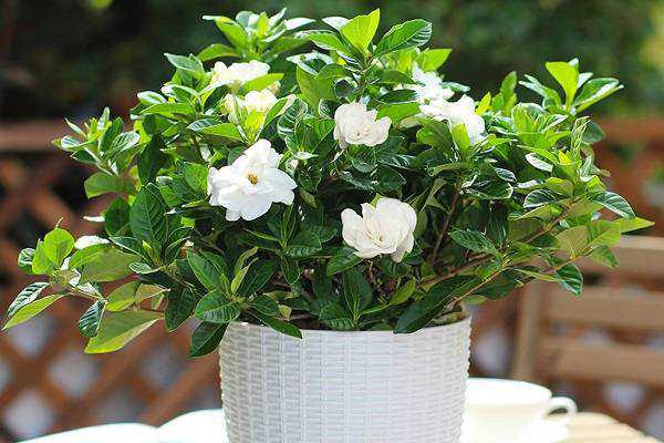 ӻ<a href='https://www.yangji120.com/life/list-90/' target='_blank'><u></u></a>ʲô