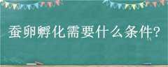 ѷҪʲô?