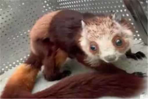 四川乐山发现野生飞狐-来源央视新闻截图